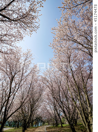 Sakura Awashima Shrine 45174478