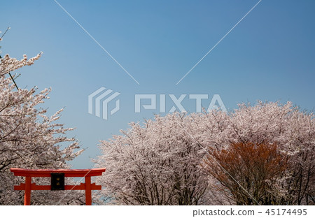 櫻花Awashima神社 45174495