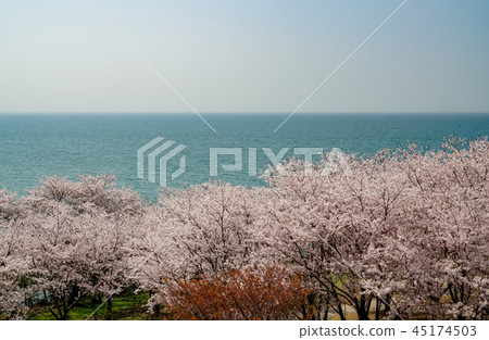 Sakura Awashima Shrine Sakura Awashima Shrine 45174503