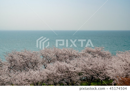 Sakura Awashima Shrine Sakura Awashima Shrine 45174504