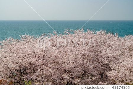 Sakura Awashima Shrine Sakura Awashima Shrine 45174505