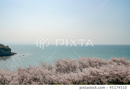 Sakura Awashima Shrine Sakura Awashima Shrine 45174510