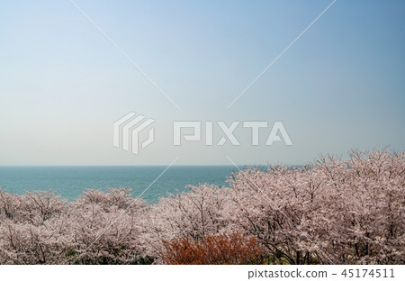 Sakura Awashima Shrine Sakura Awashima Shrine 45174511
