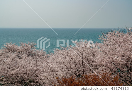 Sakura Awashima Shrine Sakura Awashima Shrine 45174513