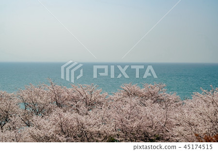 Sakura Awashima Shrine Sakura Awashima Shrine 45174515