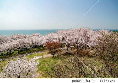 櫻花Awashima神社 45174525