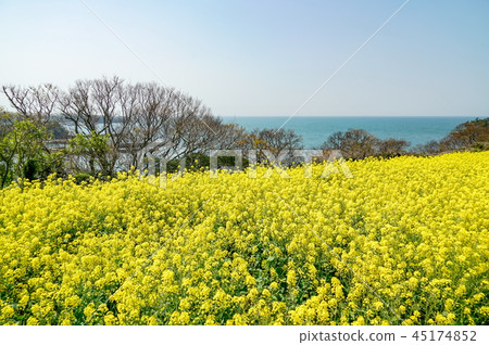 強姦開花長崎鼻子 45174852