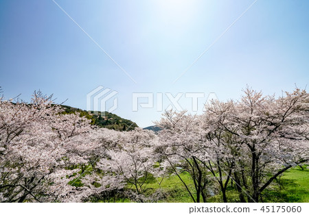 櫻花Aki大壩 櫻花Aki大壩 45175060