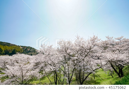 櫻花Aki大壩 櫻花Aki大壩 45175062