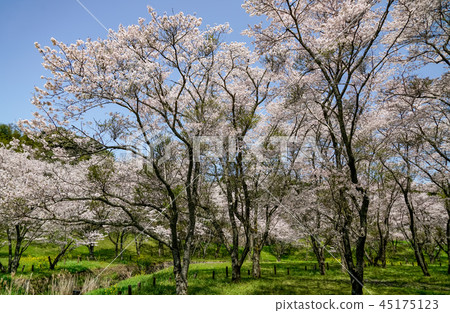 櫻花Aki大壩 45175123