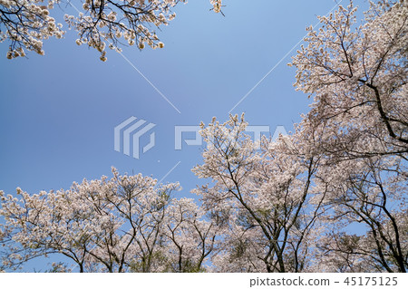 櫻花Aki大壩 45175125