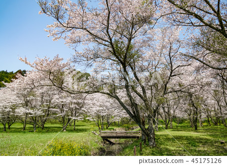 櫻花Aki大壩 45175126