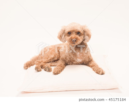 A toy poodle sitting with a cushion 45175184