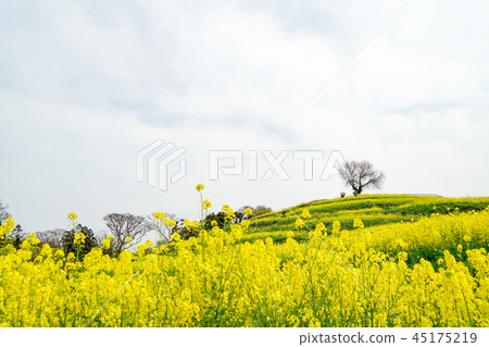 Rape blossoms Nagasaki nose 45175219