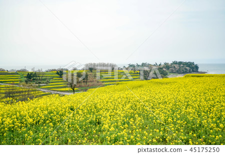 Rape blossoms Nagasaki nose Rape blossoms Nagasaki nose 45175250