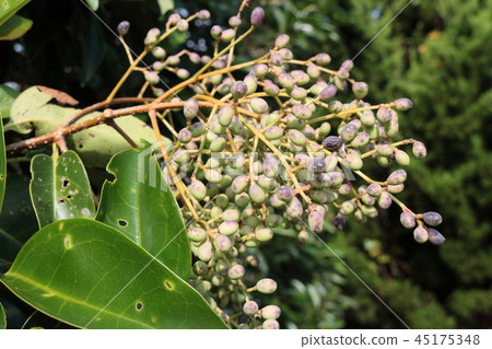 Fruit of a mouse 45175348