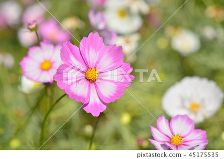 A new kind of cosmos (picote) A new kind of cosmos (picote) 45175535