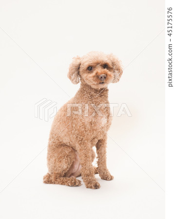 Sitting Toy Poodle (Rani) 45175576