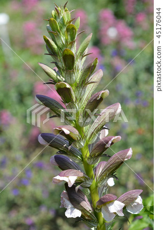 Balkan bears breeches 45176044