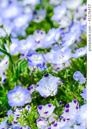 喜林草 喜林草 45176457