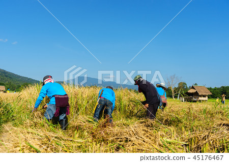 happy Thai farmers harvesting rice in countryside happy Thai farmers harvesting rice in countryside 45176467