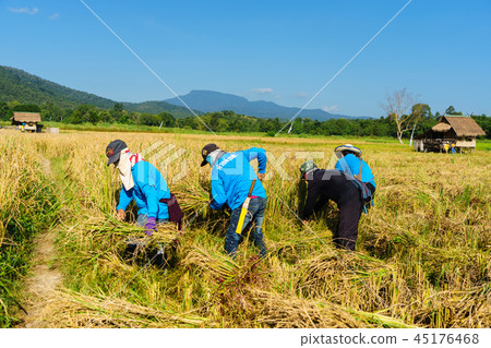 happy Thai  farmers harvesting rice in countryside 45176468