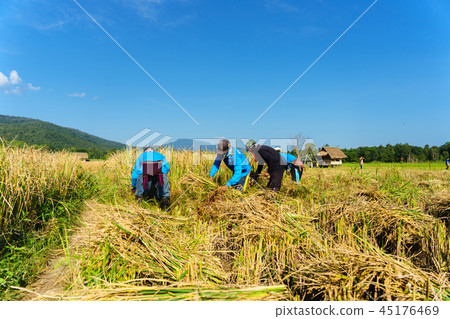 happy Thai farmers harvesting rice in countryside happy Thai farmers harvesting rice in countryside 45176469