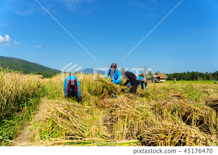 happy Thai farmers harvesting rice in countryside happy Thai farmers harvesting rice in countryside 45176470