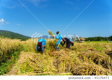 happy Thai farmers harvesting rice in countryside happy Thai farmers harvesting rice in countryside 45176471