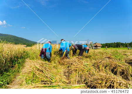 happy Thai farmers harvesting rice in countryside happy Thai farmers harvesting rice in countryside 45176472