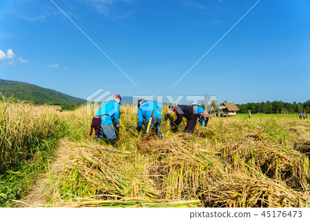 happy Thai farmers harvesting rice in countryside happy Thai farmers harvesting rice in countryside 45176473