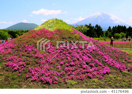 Fuji Shiba Sakura和富士山 45176496