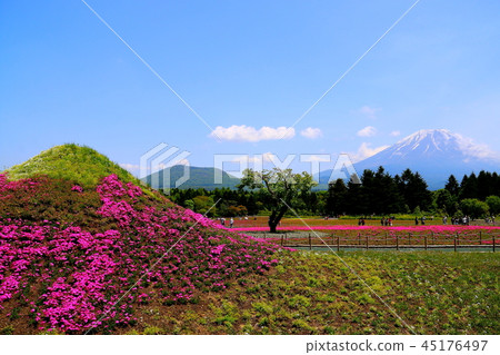 Fuji Shiba Sakura和富士山 Fuji Shiba Sakura和富士山 45176497