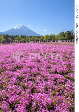 Fuji Shiba Sakura Festival [2018] 45176650
