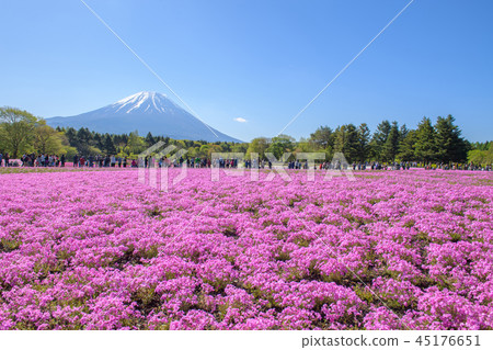 Fuji Shiba Sakura Festival [2018] 45176651