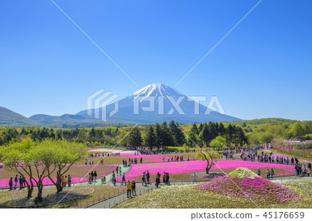 Fuji Shiba Sakura Festival [2018] 45176659