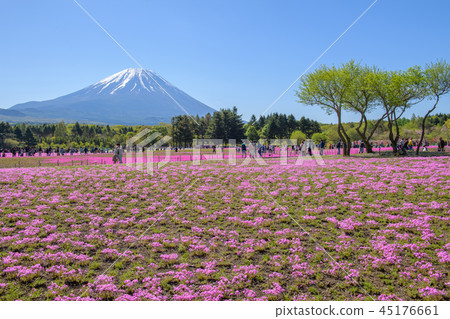 Fuji Shiba Sakura Festival [2018] 45176661