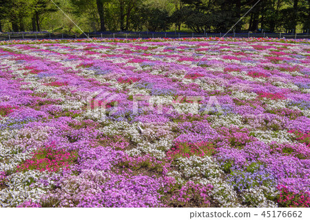 富士芝麻櫻花節[2018] 45176662