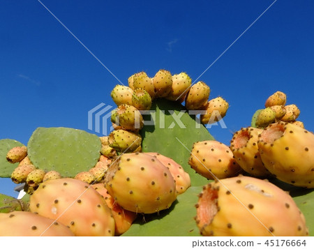Fiki di India的果實 Fiki di India的果實 45176664