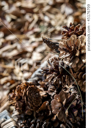 秋天的形象 45176709