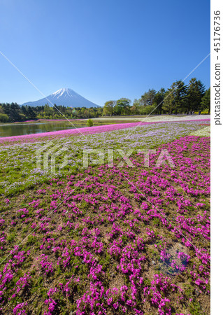 Fuji Shiba Sakura Festival [2018] 45176736