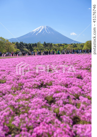 Fuji Shiba Sakura Festival [2018] 45176746