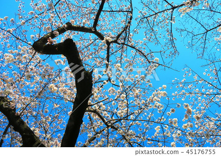 東京Ukima公園櫻桃風景 45176755