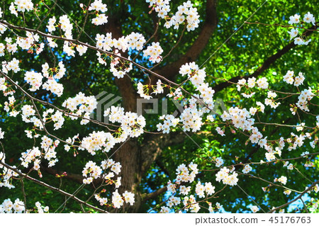 東京Ukima公園櫻桃風景 45176763