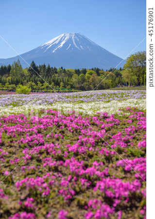 富士芝麻櫻花節[2018] 45176901