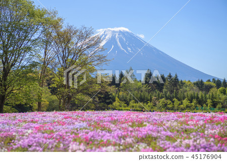 Fuji Shiba Sakura Festival [2018] 45176904