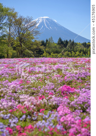 Fuji Shiba Sakura Festival [2018] 45176905