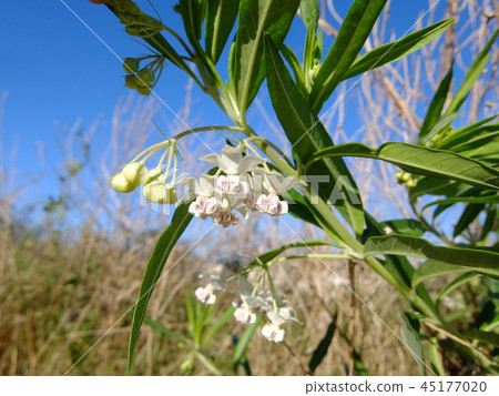 Futsenta towata(鮮花) Futsenta towata(鮮花) 45177020