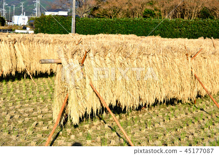 Rice harvesting of Izu 45177087