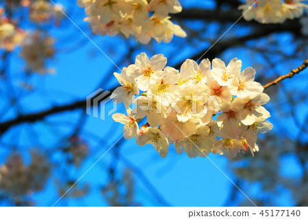 Scenery of cherry blossoms in Akigase Park (Saitama City, Saitama Prefecture) 45177140